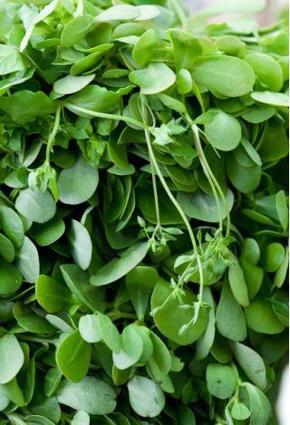Portulaka warzywna - 1100 nasion