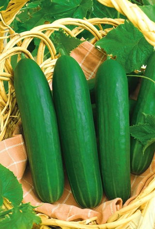 Ogórek sałatkowy Iwa - pod osłony - 35 nasion