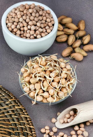 Nasiona na kiełki - Ciecierzyca