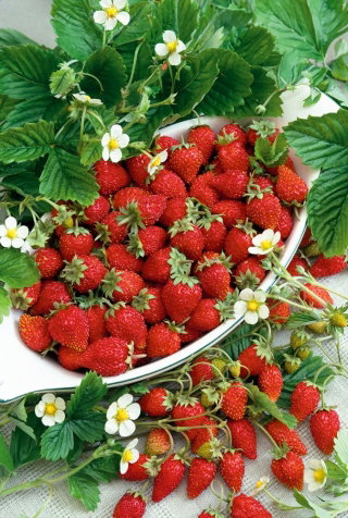 Poziomka Running Red - obficie owocująca, pędy do 1,5 metra