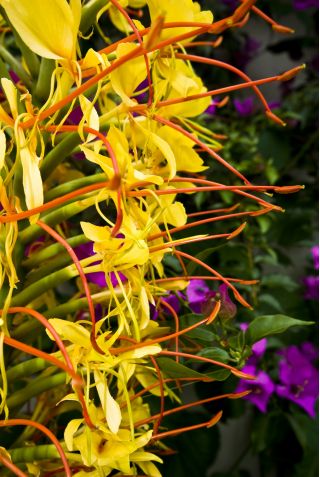Wianecznik Gardnera - Hedychium gardnerianum - 1 duże kłącze