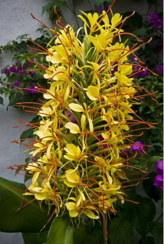 Wianecznik Gardnera - Hedychium gardnerianum - 1 duże kłącze