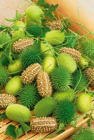 Ogórek ozdobny - 54 nasion