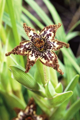 Pajęcza lilia, Ferraria crispa - duża paczka! - 10 szt.