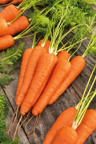 Marchew Koral - późna, do długiego przechowywania - duże opakowanie - 500 gram