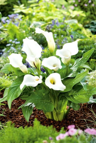 Zantedeschia, Calla – Kalla, Kalia Biała - 1 cebula