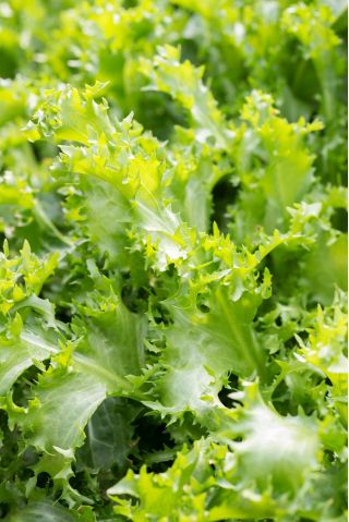 Endywia - mieszanka odmian - Baby Leaf - 900 nasion