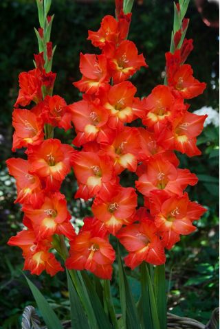 Gladiolus - Mieczyk Nikita - 5 cebulek