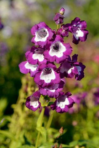 Penstemon - 640 nasion