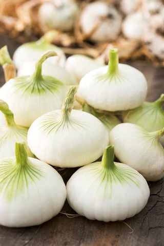 Cebula Aviv - 1000 nasion