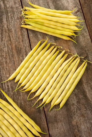 Fasola Ramdor - szparagowa, żółta, tyczna