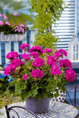 Pelargonia rabatowa fioletowa - 6 nasion
