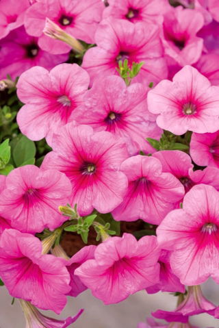 Petunia zwisająca Fortunia - różowa