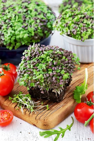 Microgreens - Mizuna - młode listki o unikalnym smaku - 100 gram