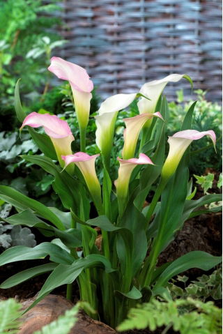 Calla Crystal Blush - duża paczka! - 10 szt.