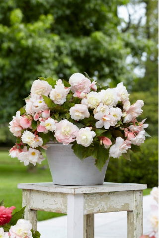 Begonia pachnąca - Odorata Angelique - duża paczka! - 20 szt.