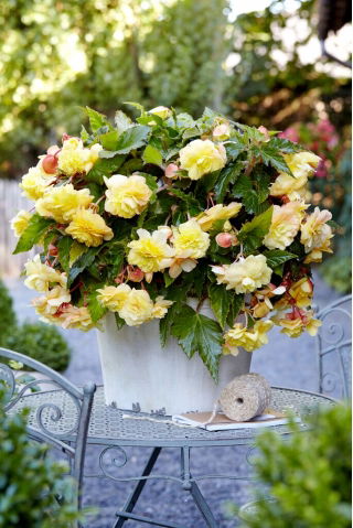 Begonia pachnąca - Odorata Sunny Dream - duża paczka! - 20 szt.