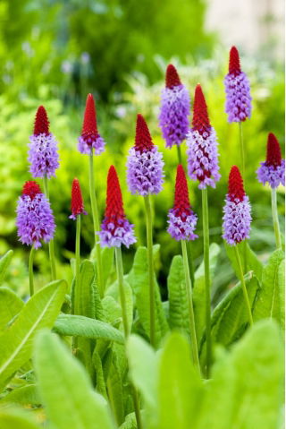 Pierwiosnek storczykowy - Primula vialii - sadzonka - duża paczka! - 10 szt.