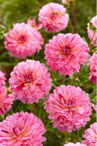 Dalia - Tropical - GIGA paczka! - 50 szt.
