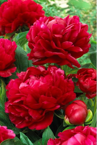 Piwonia, Paeonia - Bockstoce - sadzonka - duża paczka! - 10 szt.