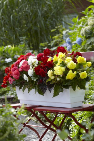 Begonia wielokwiatowa - Multiflora Maxima - mix kolorów - GIGA paczka! - 100 szt.