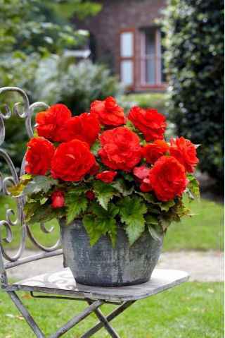 Begonia wielkokwiatowa - Superba Red - czerwona - GIGA paczka! - 100 szt.