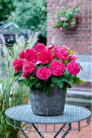 Begonia wielkokwiatowa - Superba Rose - różowa - GIGA paczka! - 100 szt.