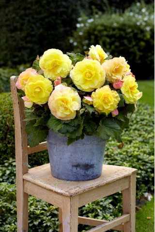 Begonia wielkokwiatowa - Superba Yellow - żółta - GIGA paczka! - 100 szt.