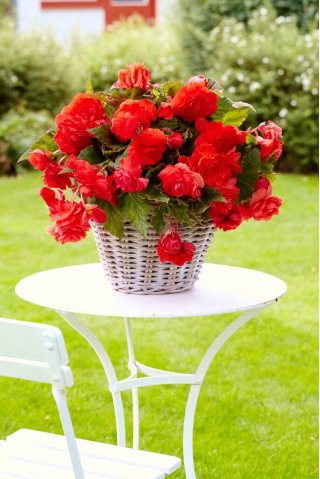 Begonia pachnąca - Odorata Red Glory - GIGA paczka! - 100 szt.