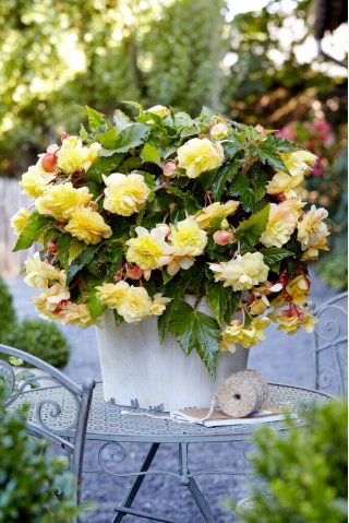 Begonia pachnąca - Odorata Sunny Dream - GIGA paczka! - 100 szt.
