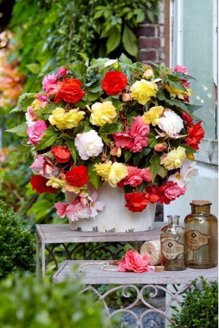 Begonia pachnąca - mix kolorów - GIGA paczka! - 100 szt.