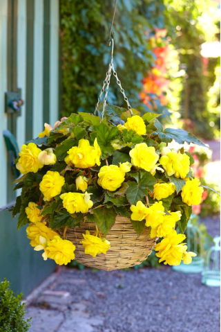 Begonia zwisająca - żółta - GIGA paczka! - 100 szt.