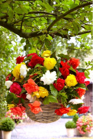 Begonia zwisająca - mix kolorów - GIGA paczka! - 100 szt.