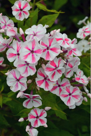 Floks (Phlox) - Płomyk wiechowaty - Twister - GIGA paczka! - 50 szt.