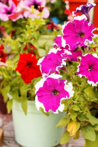 Petunia o kwiatach białoobrzeżonych - 80 nasion