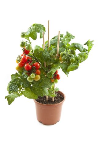 Pomidor balkonowy - Balkoni Red F1