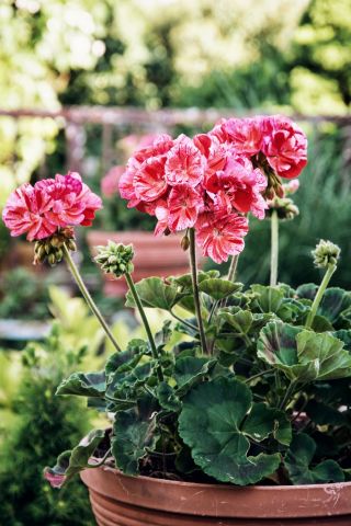 Pelargonia łososioworóżowa z czerwonymi plamkami Raspberry Ripple - pstra - 6 nasion