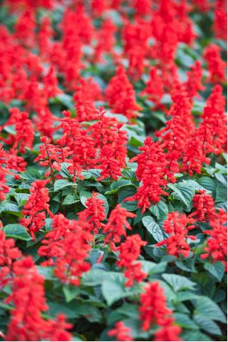 Szałwia błyszcząca wiśniowa - 84 nasion