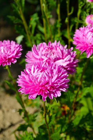 Aster chiński Contraster - różowobiały - 250 nasion