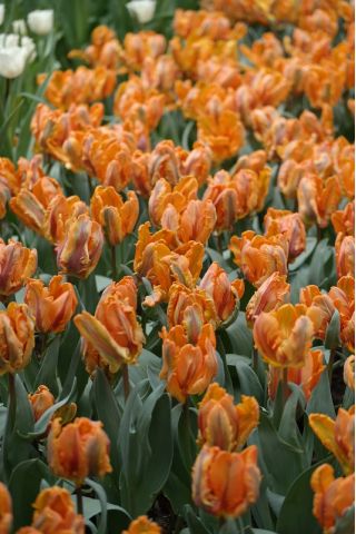 Tulipan Parrot King - opak. 5 szt.