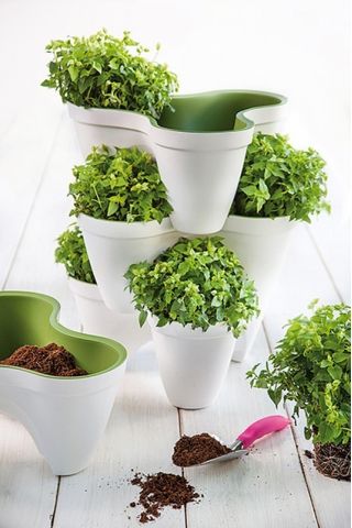Ziołownik kaskadowy Ivy - biało-zielony