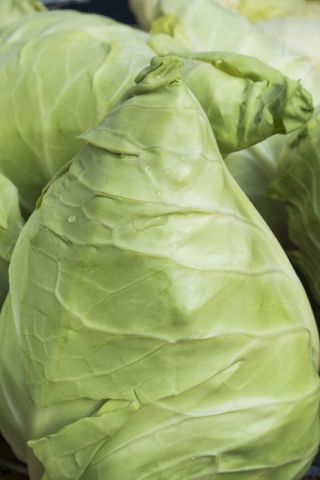 Kapusta głowiasta biała Filderkraut - stożkowa