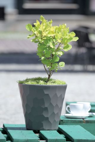 Osłonka okrągła Rocka - 17 cm - limonka