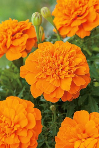 Aksamitka rozpierzchła Mandarin - pomarańczowa