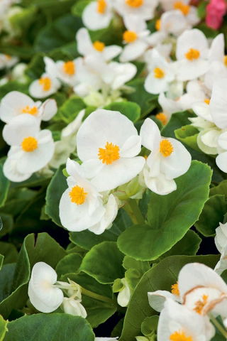 Begonia stale kwitnąca - biała - 20 nasion