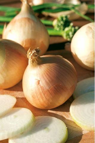 Cebula Augusta - zimująca, żółta - 500 nasion