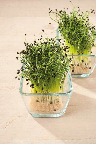 Microgreens - Cebula siedmiolatka - młode listki o unikalnym smaku