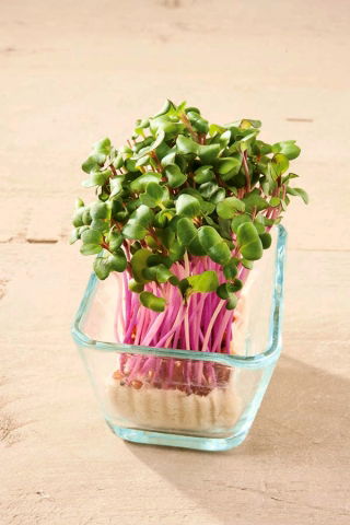 Microgreens - Kapusta głowiasta czerwona - młode listki o unikalnym smaku - 1080 nasion