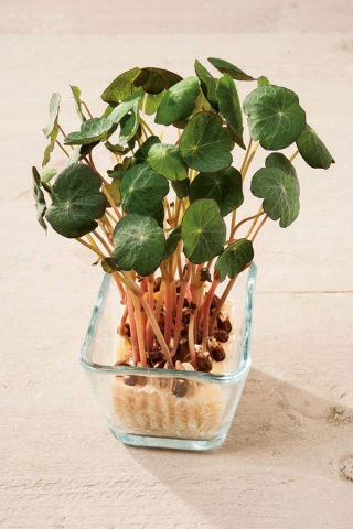 Microgreens – Nasturcja niska - młode listki o unikalnym smaku - 160 nasion