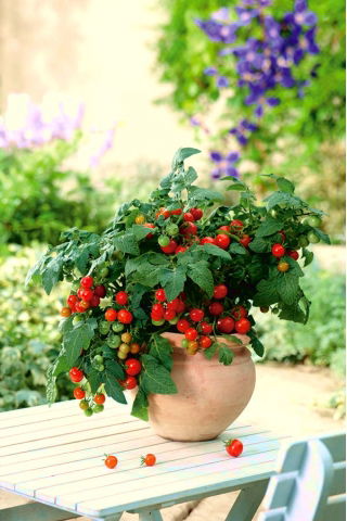 Pomidor balkonowy - Balkoni Red F1